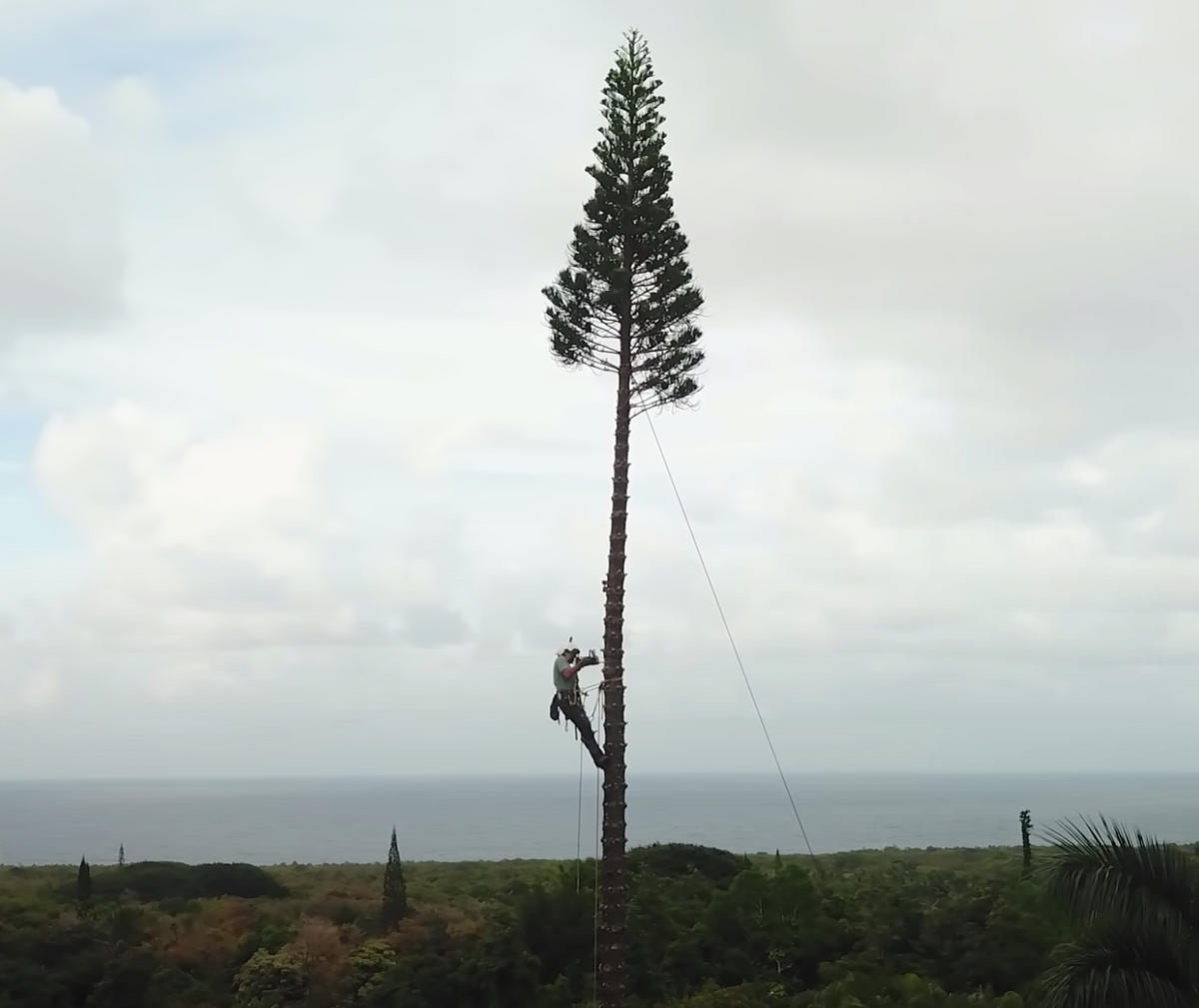 The Arborist